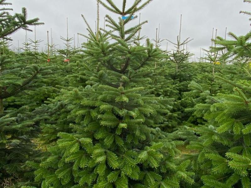 News - Ein Weihnachtsbaum aus Koblov für jeden beschäftigten